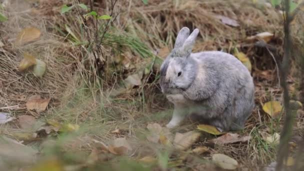 暖かい灰色の国内ウサギは秋の葉で森に座っています — ストック動画