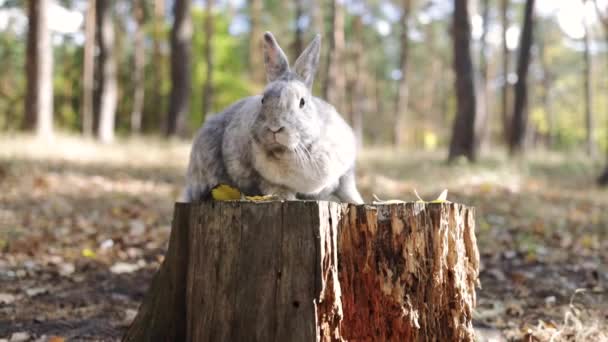 Kleines Graues Kaninchen Sitzt Herbst Auf Dem Baumstumpf — Stockvideo
