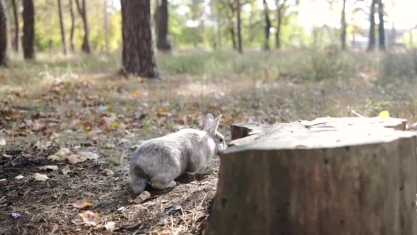 Charmante Graue Hauskaninchen Sitzt Wald Mit Herbstlaub — Stockvideo