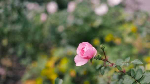 Różowy Kwiat Róży Trzepotanie Wietrze Ruch Aparatu Wokół Krzaka Róży — Wideo stockowe