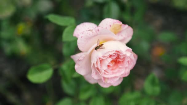 Rosa Rosa Flor Revoloteando Viento Movimiento Cámara Alrededor Rosal — Vídeo de stock