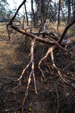 Sonbahar ormanında devrilmiş bir ağaç. Güçlü bir fırtınadan sonra yere düşen ağaçlar..