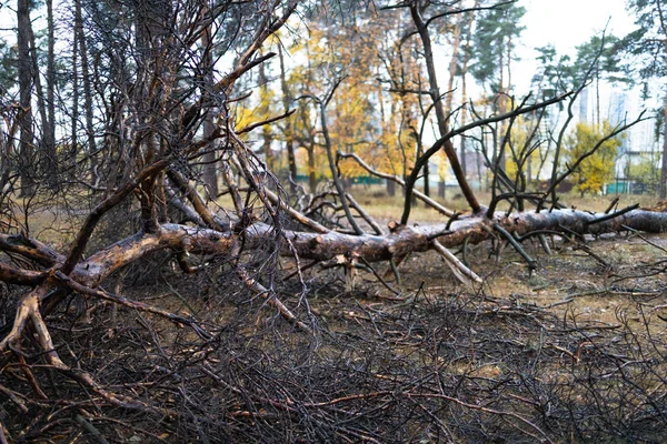 Fallen tree in autumn forest. Fallen trees on the ground after a strong storm.