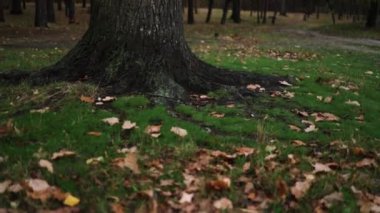 Sonbahar ormanında kuru yaprakların arasında ağaç kökü.