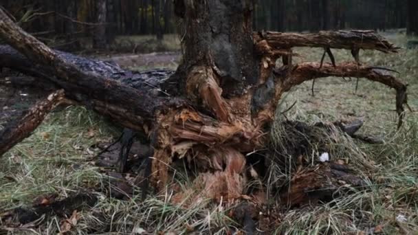 Umgestürzter Baum Herbstwald Umgestürzte Bäume Nach Starkem Sturm Auf Dem — Stockvideo