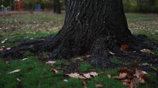 Raiz Árvore Entre Folhas Secas Floresta Outono — Vídeo de Stock