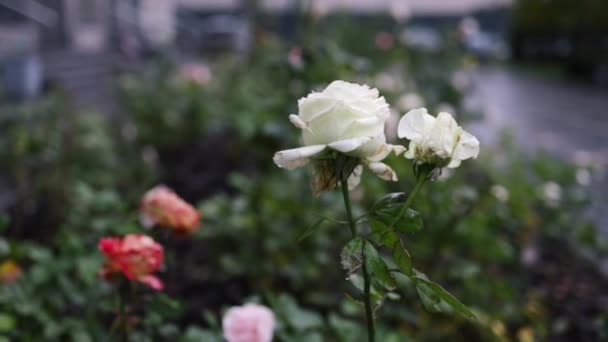 Yağmurdan Sonra Bahçede Açan Güzel Pembe Güller — Stok video