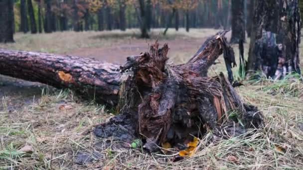 Árbol Caído Bosque Otoño Árboles Caídos Suelo Después Una Fuerte — Vídeo de stock