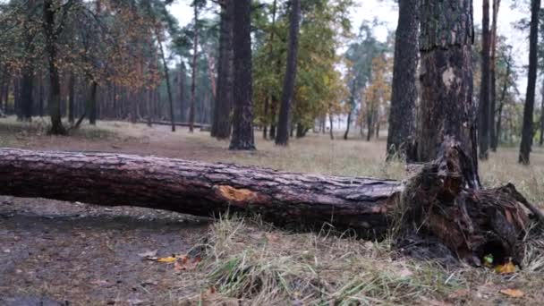 Umgestürzter Baum Herbstwald Umgestürzte Bäume Nach Starkem Sturm Auf Dem — Stockvideo
