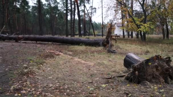 Spadłe Drzewo Jesiennym Lesie Upadłe Drzewa Ziemi Silnej Burzy — Wideo stockowe