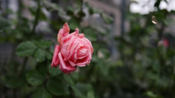 Bellissimo Cespuglio Rose Rosa Fresche Fiore Giardino Dopo Pioggia — Video Stock