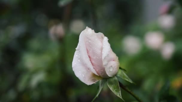 Schöner Strauch Frisch Rosa Blühender Rosen Einem Garten Nach Dem — Stockvideo