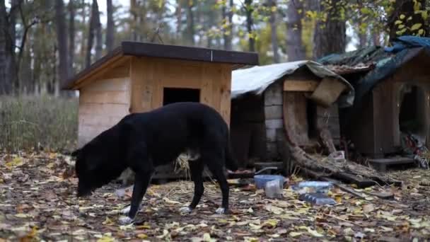 空腹の野良犬は乾いた肉のない骨を食べようとします 犬はウクライナの森で乾いた骨の一部を持っています — ストック動画