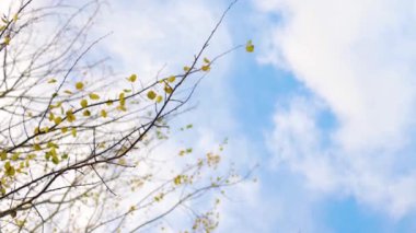Sarı yaprakları olan kuru bir ağaç, mavi gökyüzü ve bulutların arka planında dönüyor..