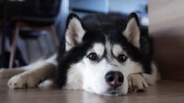 Üzgün Sibirya Husky köpeği evdeki ahşap zeminde yatıyor.