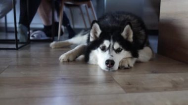 Sibirya Husky köpeği tahta zeminde dinleniyor..