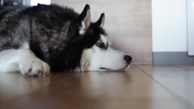 Üzgün Sibirya Husky köpeği evdeki ahşap zeminde yatıyor.
