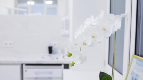 Bílá Orchidej Stole Obývacím Pokoji — Stock video