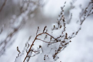 Bir huş ağacının yaprağına düşen ilk kar. İlk kar. Kış ormanlarında karla kaplı çalılar kapanır..