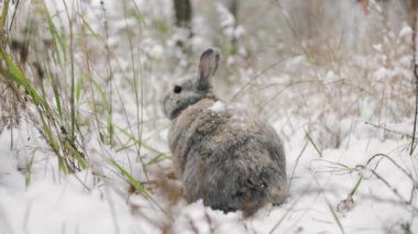 Kardaki tavşan. Kış ormanında Paskalya tavşanı.