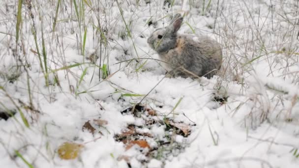 Кролик Снегу Пасхальный Кролик Зимнем Лесу — стоковое видео