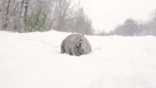 Кролик Снігу Великодній Кролик Зимовому Лісі — стокове відео