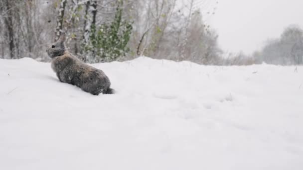 Konijn Sneeuw Paashaas Het Winterbos — Stockvideo