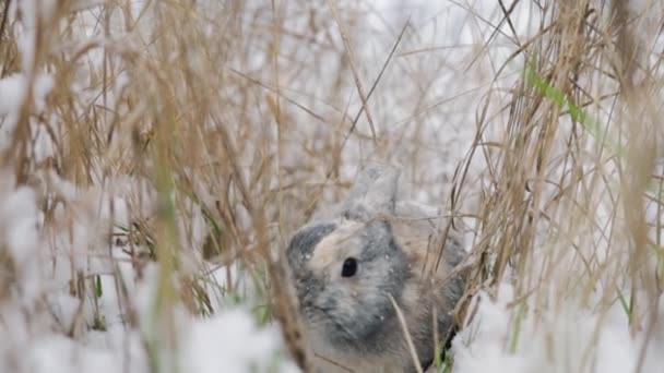 Królik Śniegu Zajączek Wielkanocny Zimowym Lesie — Wideo stockowe