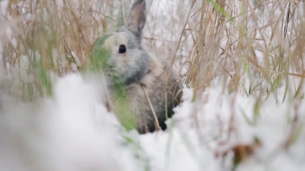 Coniglio Nella Neve Coniglietto Pasquale Nella Foresta Invernale — Video Stock