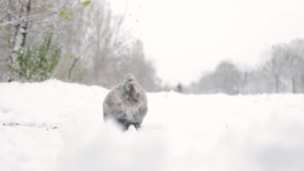 Кролик Снегу Пасхальный Кролик Зимнем Лесу — стоковое видео