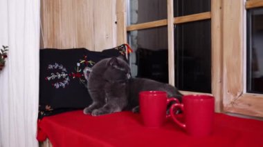 İngiliz İskoç kedisi dilini yıkıyor. Mutlu kedi yıkar, patisini yalar. Kedi pencerenin yanında yatıyor. Güzel tekir kedi. Hayvan odada dinleniyor. Evde kal..