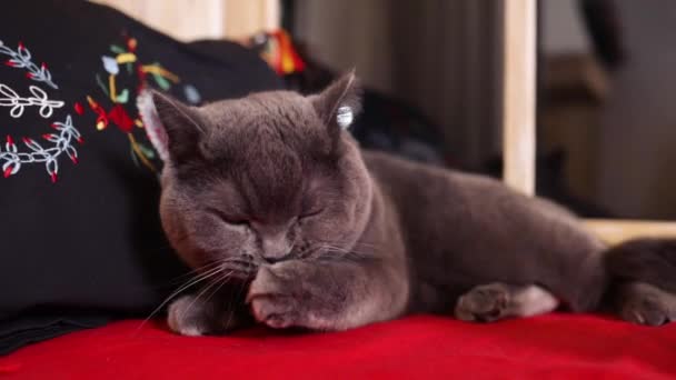Британская Шотландская Кошка Моет Язык Счастливый Кот Моется Облизывает Лапу — стоковое видео