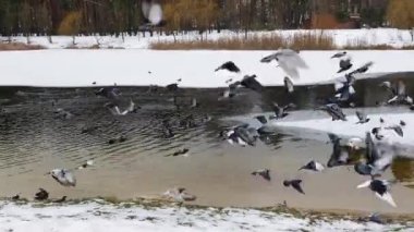Kuşlar buz içinde geniş bir gölün üzerinde uçar. Bulutlu yağlı hava, buzda kara kargalar oturuyor. Uçan kuşların sularındaki yansıma.