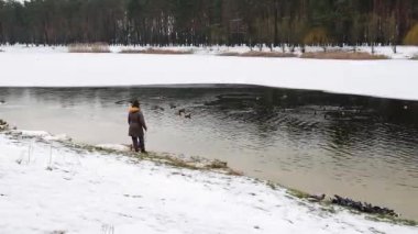 Vahşi ördekler bir şehir parkındaki kış göletinde erimiş karda yüzerler. Kışın buz ve karla kaplı bir gölet.. 
