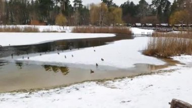 Vahşi ördekler bir şehir parkındaki kış göletinde erimiş karda yüzerler. Kışın buz ve karla kaplı bir gölet.. 