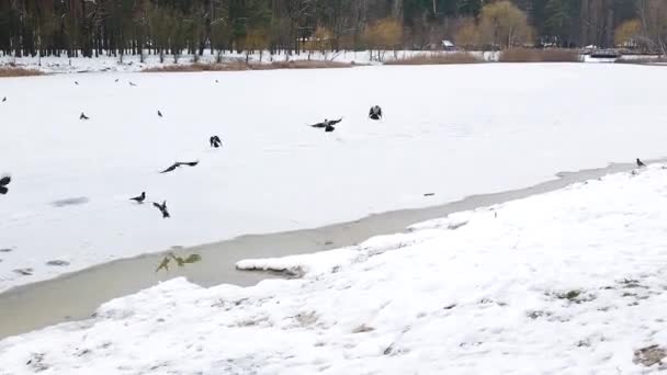 Pássaros Voam Sobre Grande Lago Gelo Tempo Gordo Nublado Corvos — Vídeo de Stock