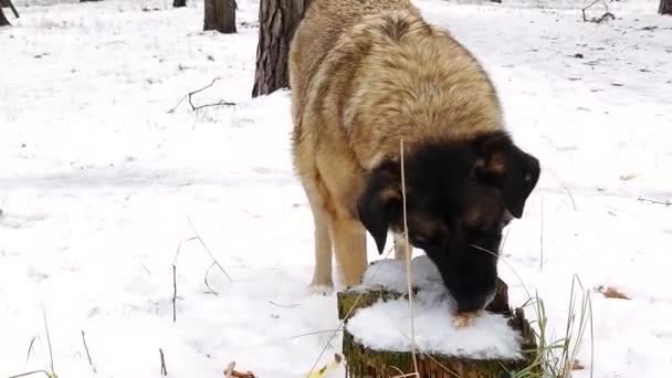 雪の中を食べている不潔な犬 犬が骨を噛んでいる — ストック動画