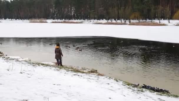 Дикие Утки Плавают Таящем Снегу Зимнем Пруду Городском Парке Пруд — стоковое видео