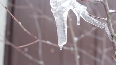 Ağaç dalları üzerindeki buz saçakları eriyor, odakları kesilmiş arka planda, yakın plan