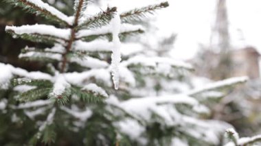 Kış havası, güzel soğuk bir gün, küçük kar taneleri. Kar ve buzla kaplı yeşil çam ağacı.