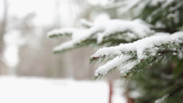 Зимовий Настрій Гарний Холодний День Маленькі Сніжинки Зелене Соснове Гіллясте — стокове відео