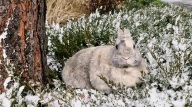 Soğuk bir kış gününde kar yağan sevimli gri tavşan.