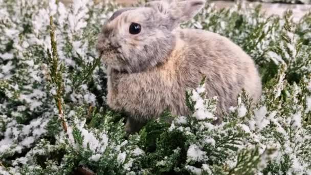 Lindo Conejo Gris Sentado Con Nieve Cayendo Frío Día Invierno — Vídeos de Stock
