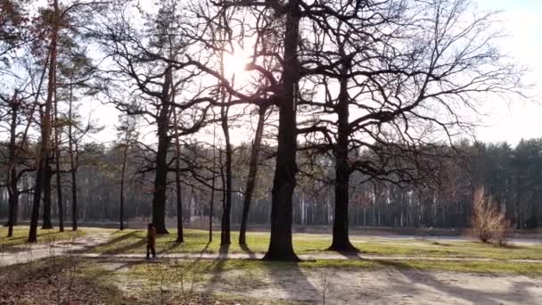 在一个阳光灿烂的冬日 公园里 公园里有散步的人 树木和狗 景观美化 步行和户外娱乐场所 — 图库视频影像