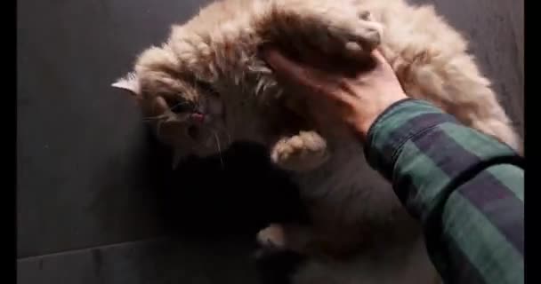Fluffy Kitten Plays Biting Hands Kitten Plays Human Hand Cat — Stockvideo