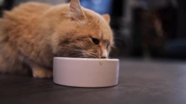 Ginger Cat Bowl 'dan taze konserve kedi maması yiyor. Ev Hayvanları Besleme. Hayvan bakımı.