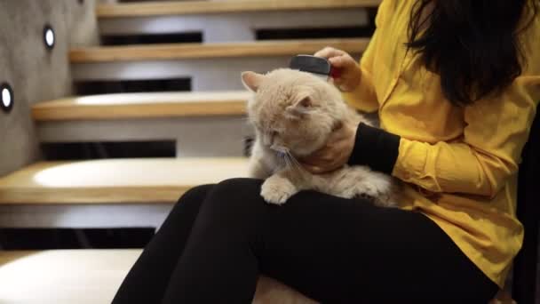 Retrato Gato Jengibre Que Una Mano Mujer Está Peinando Cepillando — Vídeos de Stock