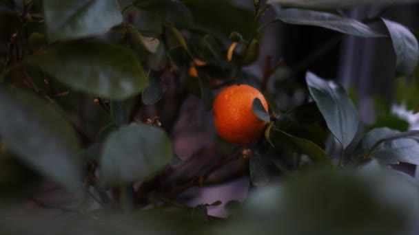 Małe Drzewa Cytrusowe Uprawiane Szklarni Zamieszkujące Pomarańczowe Owoce Cytrusowe Gałęziach — Wideo stockowe