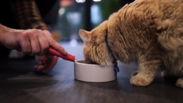 Detailní Zázvor Kočka Jíst Čerstvé Konzervy Cat Food Mísy Domácí — Stock video