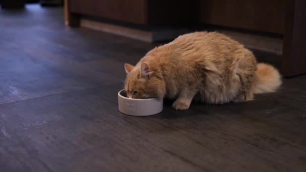 Close Ginger Cat Eating Fresh Canned Cat Food Bowl Home — Stock Video